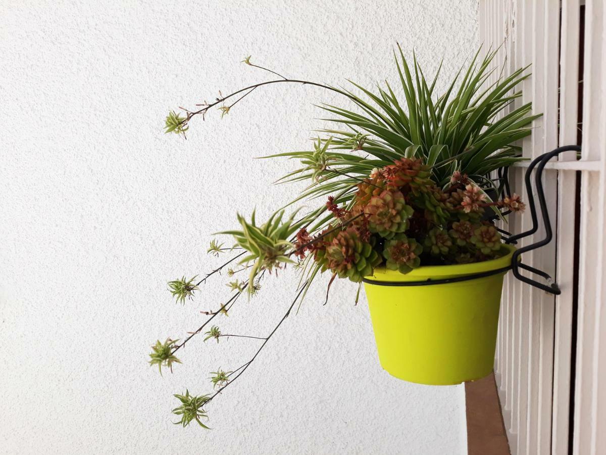 Mi Jardin Lägenhet Benalmádena Exteriör bild